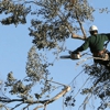 Precise Tree Service gallery