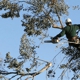 Precise Tree Service