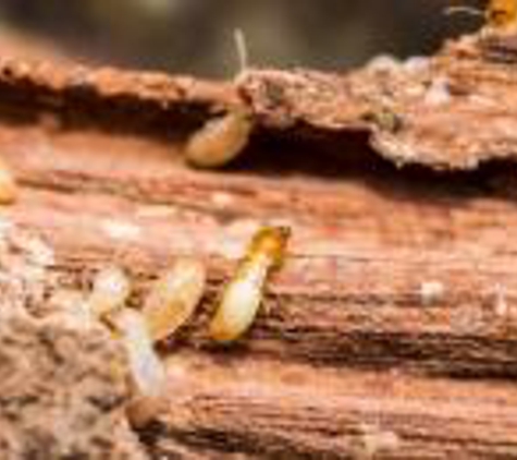 First Western Pest Control Signal Hill