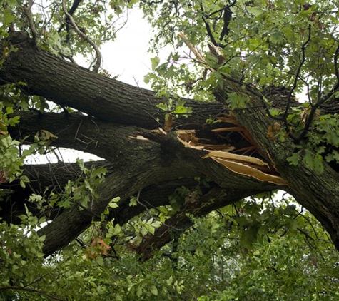 Monster Tree Service of North Dallas - Aubrey, TX