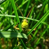 The-GrassHopper.Net Lawn Care gallery