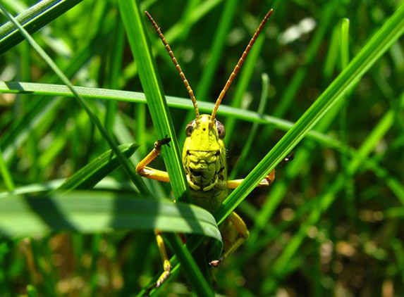 The-GrassHopper.Net Lawn Care - Gulfport, MS