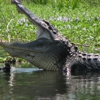 Cajun Country Swamp Tours gallery