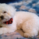 Sophisti-Dog Grooming - Pet Grooming