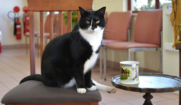 Moruya Veterinary Hospital - Moruya, NSW