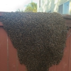 AA-Beekeeper | Live Bee Removal & Relocation gallery