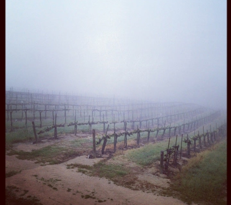 Penman Springs Vineyard - Paso Robles, CA