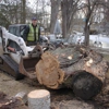 Stephenson Tree Care Inc gallery