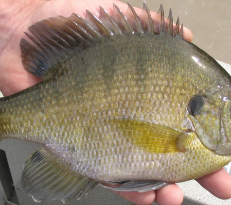 Louisiana Pond Management - Baton Rouge, LA