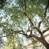 Casper Canopy Tree Care gallery