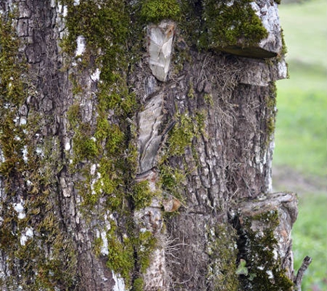 Naturaliste Tree Care - Dunsborough, WA