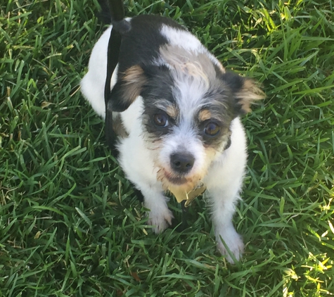 Muddy paws grooming - Brentwood, CA