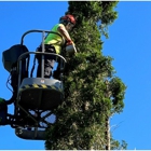 Bob's Tree Service