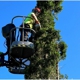 Bob's Tree Service