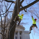 Boley Tree & Landscape Care Inc - Arborists