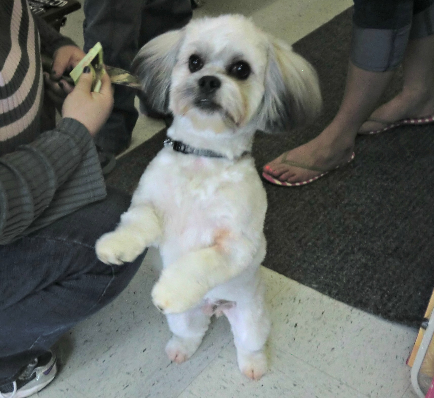 Friendly Paws Pet Supplies Grooming Athens OH 45701