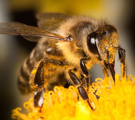 Antibug Pest Management - Castle Hill, NSW