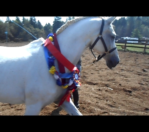 Brejd Arabians and Sport Horses - Arlington, WA