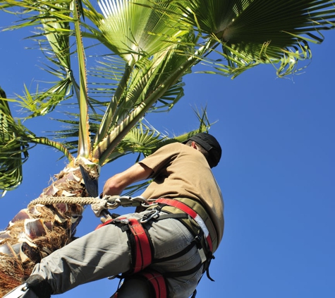 Near Tree Service - Winston Salem, NC