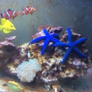 Pacific Aquariums - Pet Services