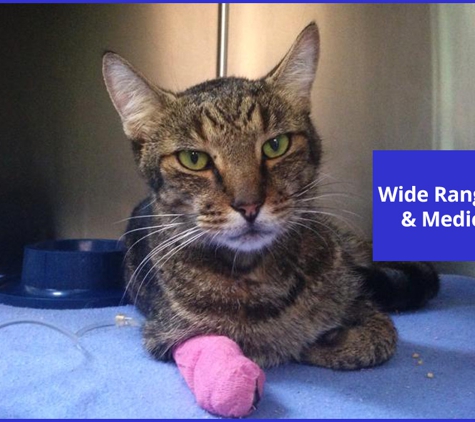 Edmonton Vet Clinic & Cattery - Bentley Park, QLD. Wide Range Of Surgical & Medical Services