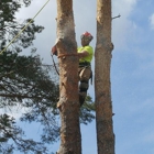 Joe's Tree Service