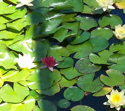 Sunshine Pond & Aquarium - El Cajon, CA