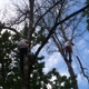 Alexander & Wilson Tree Care & Services