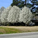 Arbor-Pro Tree Experts - Tree Service