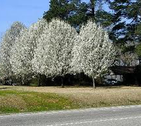 Arbor-Pro Tree Experts - Lakewood, CO