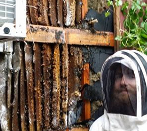 Bee Wild Pest Removal - Houston, TX