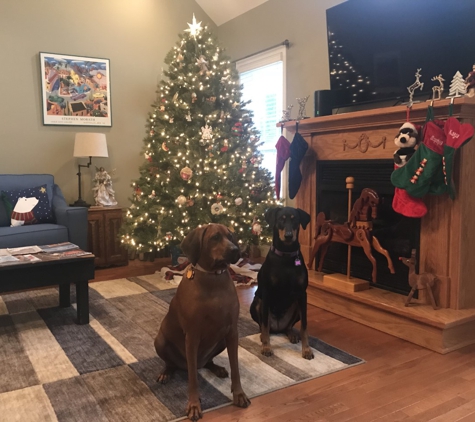 Guntersville Animal Hospital - Guntersville, AL. The girls. 
Christmas 2018