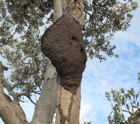 Hamiltons' Pest & Weed Control - Jerusalem, SA