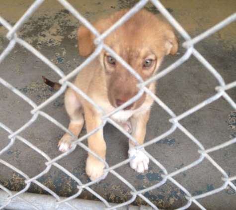 Southern Pines Animal Shelter - Hattiesburg, MS