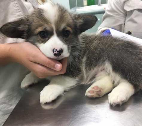 Kuranda Veterinary Surgery