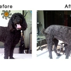 FancyFur Mobile Dog Grooming