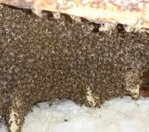 Buzzkill Bee Removal - Cypress, TX
