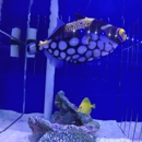 Riley's Reef - Aquaculture