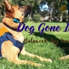 Dog Gone It K9 gallery