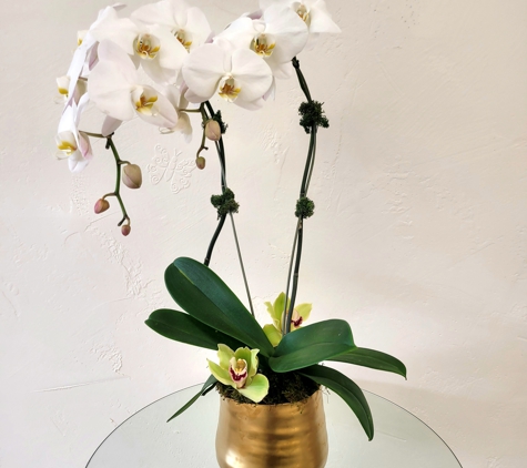 Nabi Florist - Austin, TX. Orchids