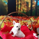 French Bulldog Florida  Le Pup Joli. - Pet Stores