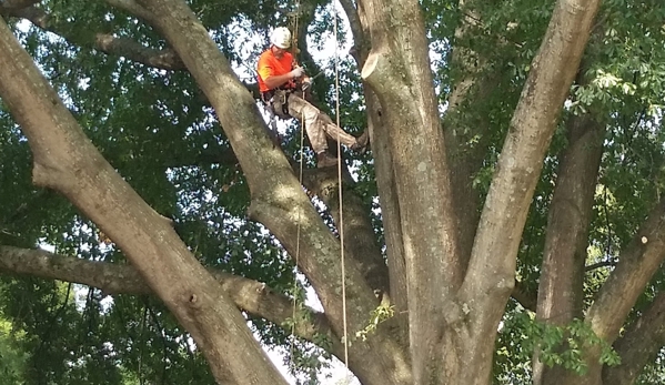 Chuck Holloway's Tree Care LLC - Drummonds, TN