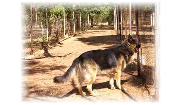 Petherton Park Kennels - Macdonald Park, SA