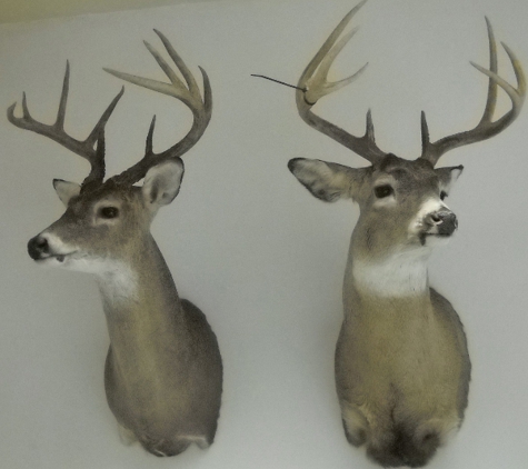 T-Basix Taxidermy & Rugmaking - Tucson, AZ