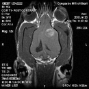 Companion MRI (CICNE) - Veterinary Specialty Services