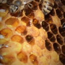 SwarMaster - Bee Control & Removal Service