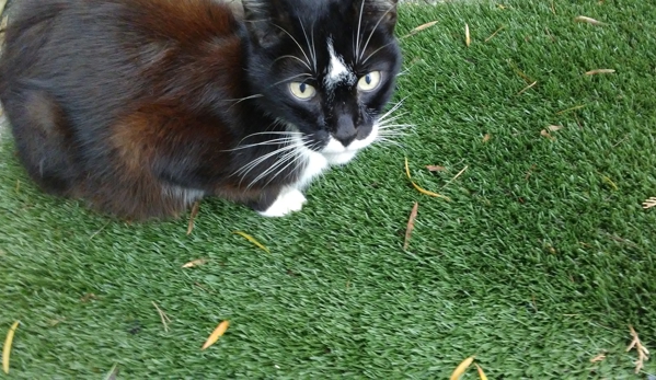 Fake Lawn Guy - Port Charlotte, FL. Kitty cat enjoying the Fake Grass