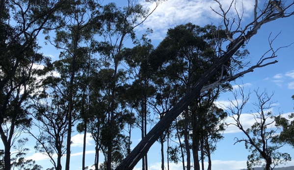 Dynamic Tree Works