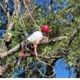 Craig Ross Tree Service