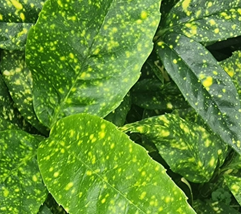 Flora Plant - Oakford, WA